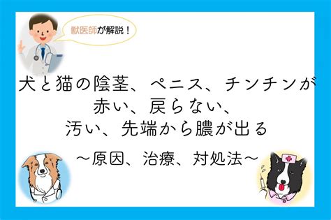 犬 ちんこ 赤い|獣医師解説！犬と猫の陰茎、ペニス、チンチンが赤い。